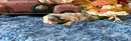 English Bulldog dogs for sale: Delia (darker Merle) - Ad 3