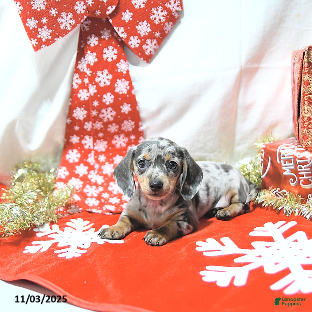 Miniature Dachshund dogs for sale: Jessa RARE COLOR - Ad 10