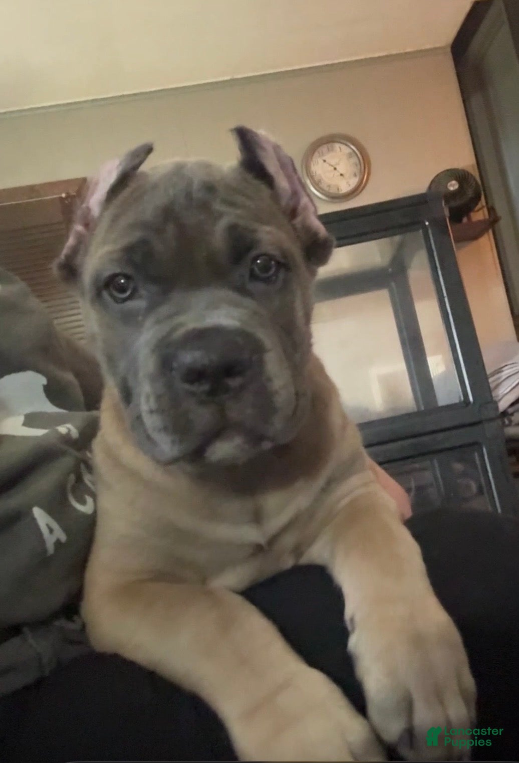 Cane Corso dogs Formentino - Ad 3