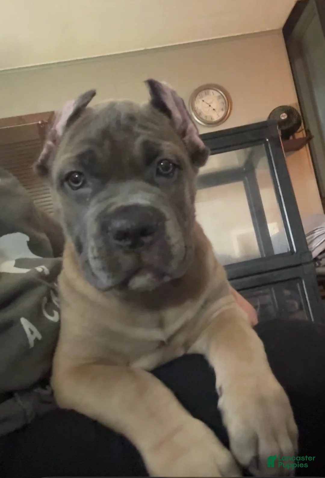 Cane Corso dogs for sale: Formentino - Ad 1