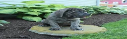 Cane Corso dogs for sale: Kenny - Ad 3