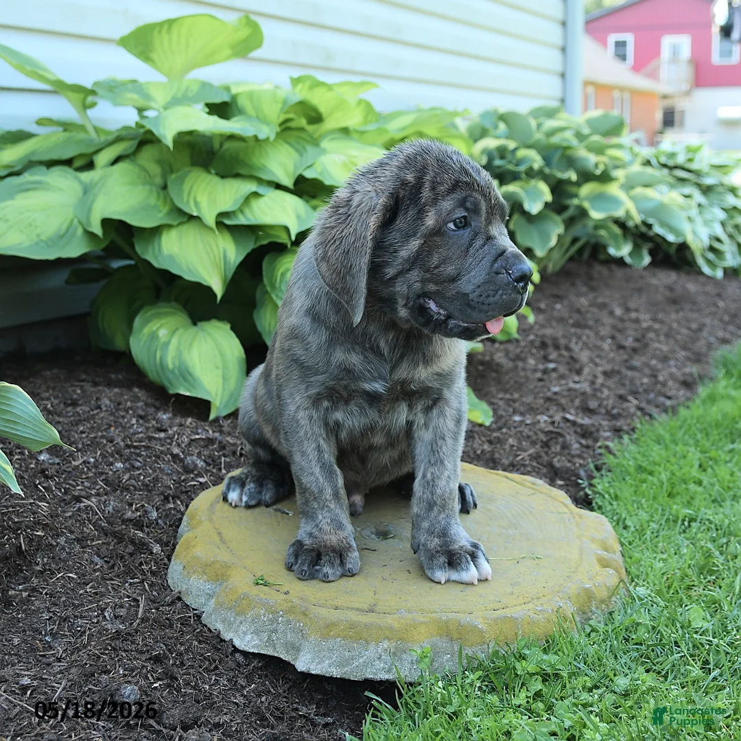 Cane Corso dogs for sale: Kenny - Ad 3