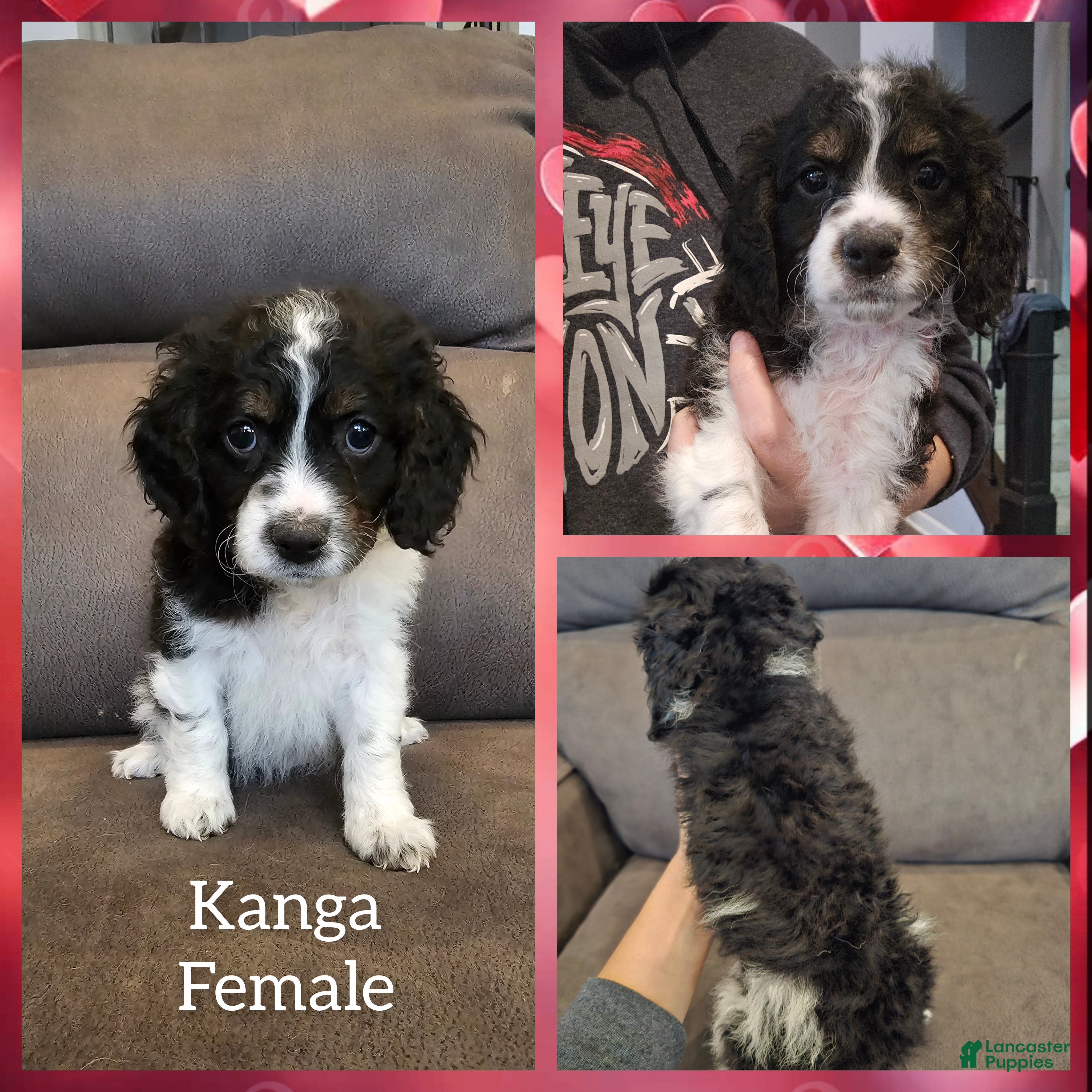 Cockapoo dogs Kanga - Ad 6