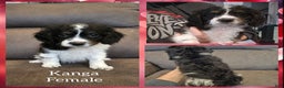 Cockapoo dogs for sale: Kanga - Ad 1