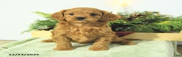 Cavapoo dogs for sale: Lilly - Ad 3
