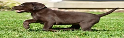 Labrador Retriever dogs for sale: Choco - Ad 14