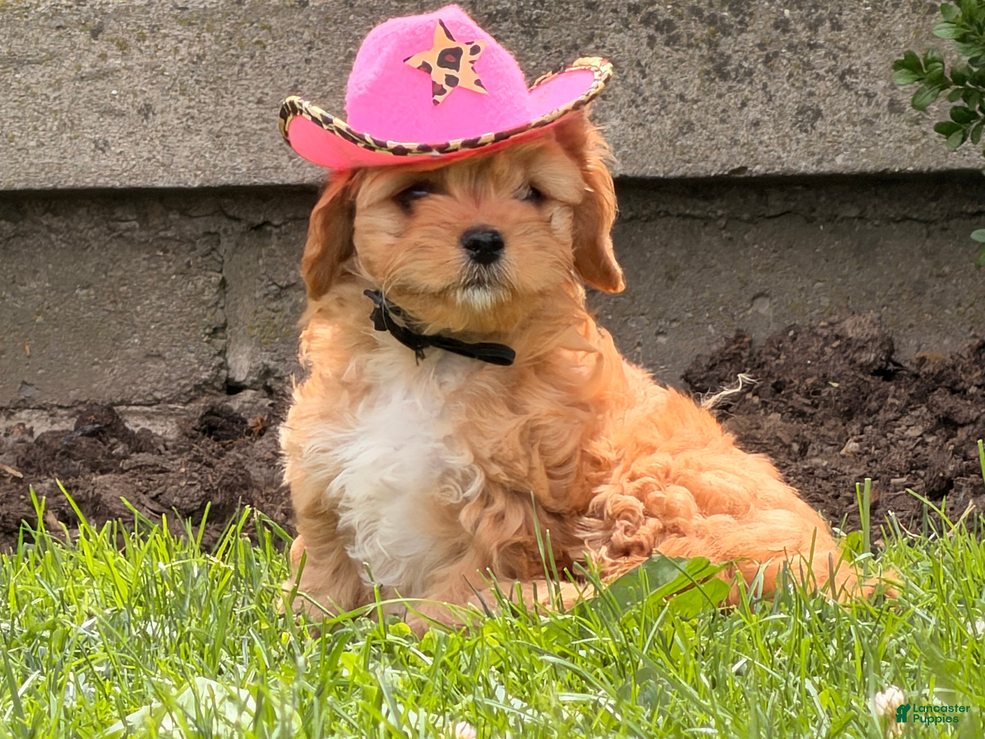 Cockapoo dogs Sunshine  - Ad 1