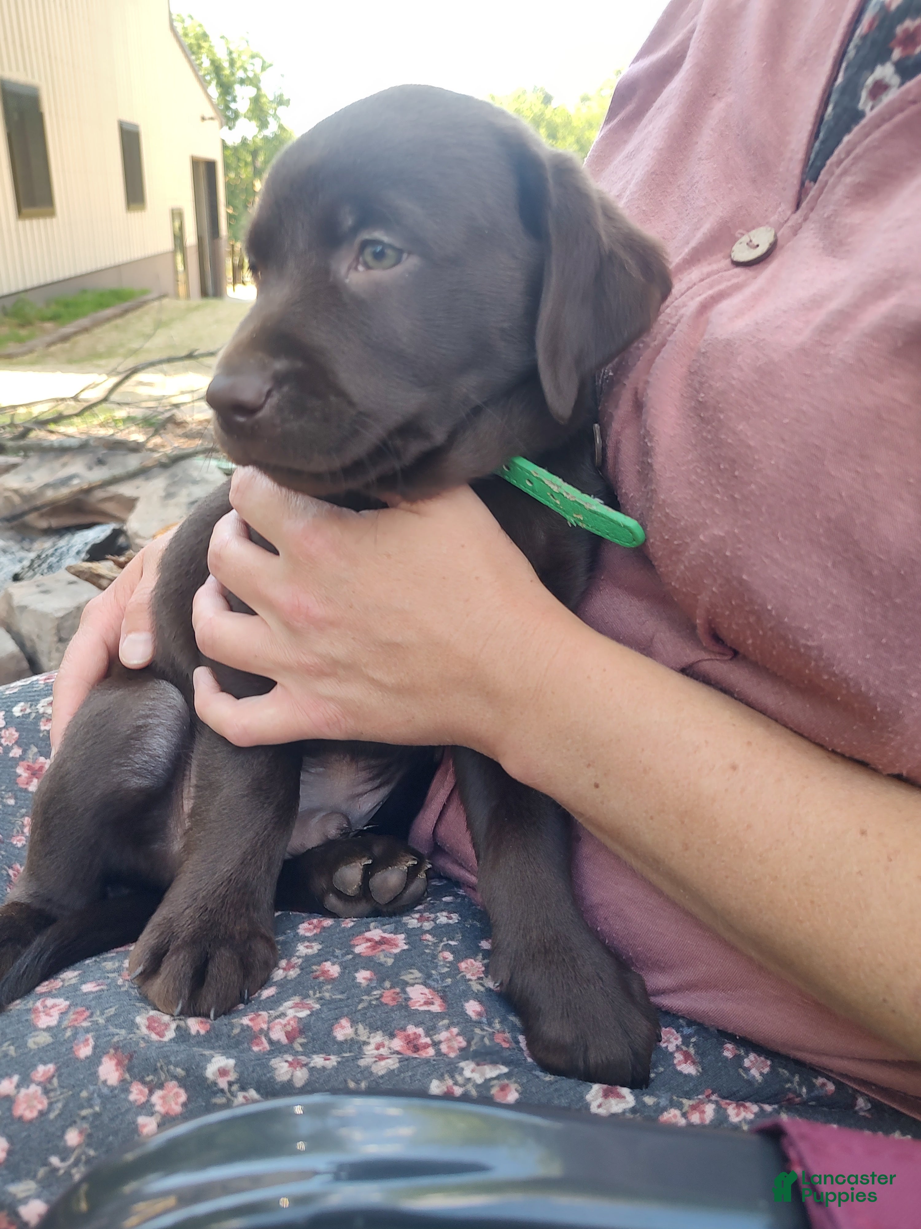 Labrador Retriever dogs Rascal - Ad 2