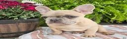 French Bulldog dogs for sale: Teddy - Ad 4