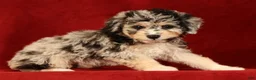 Mini Aussiedoodle dogs for sale: Cutie - Ad 5