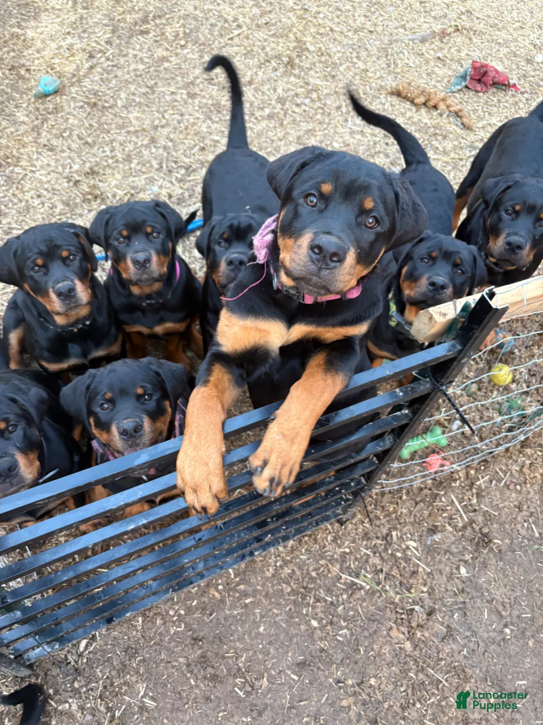 Rottweiler dogs for sale: ***Fully Trained Xan  - Ad 2