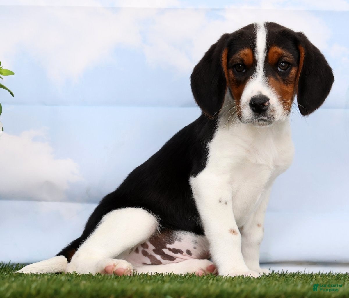 Beagle dogs Darius - Ad 2