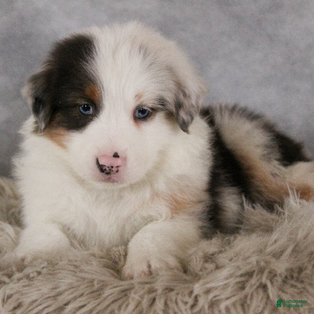 Australian Shepherd dogs for sale: Theo - Ad 3