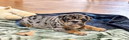 English Bulldog dogs for sale: Queenie - Ad 3