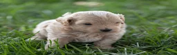 Maltipoo dogs for sale: Oscar Maltipoo  - Ad 3