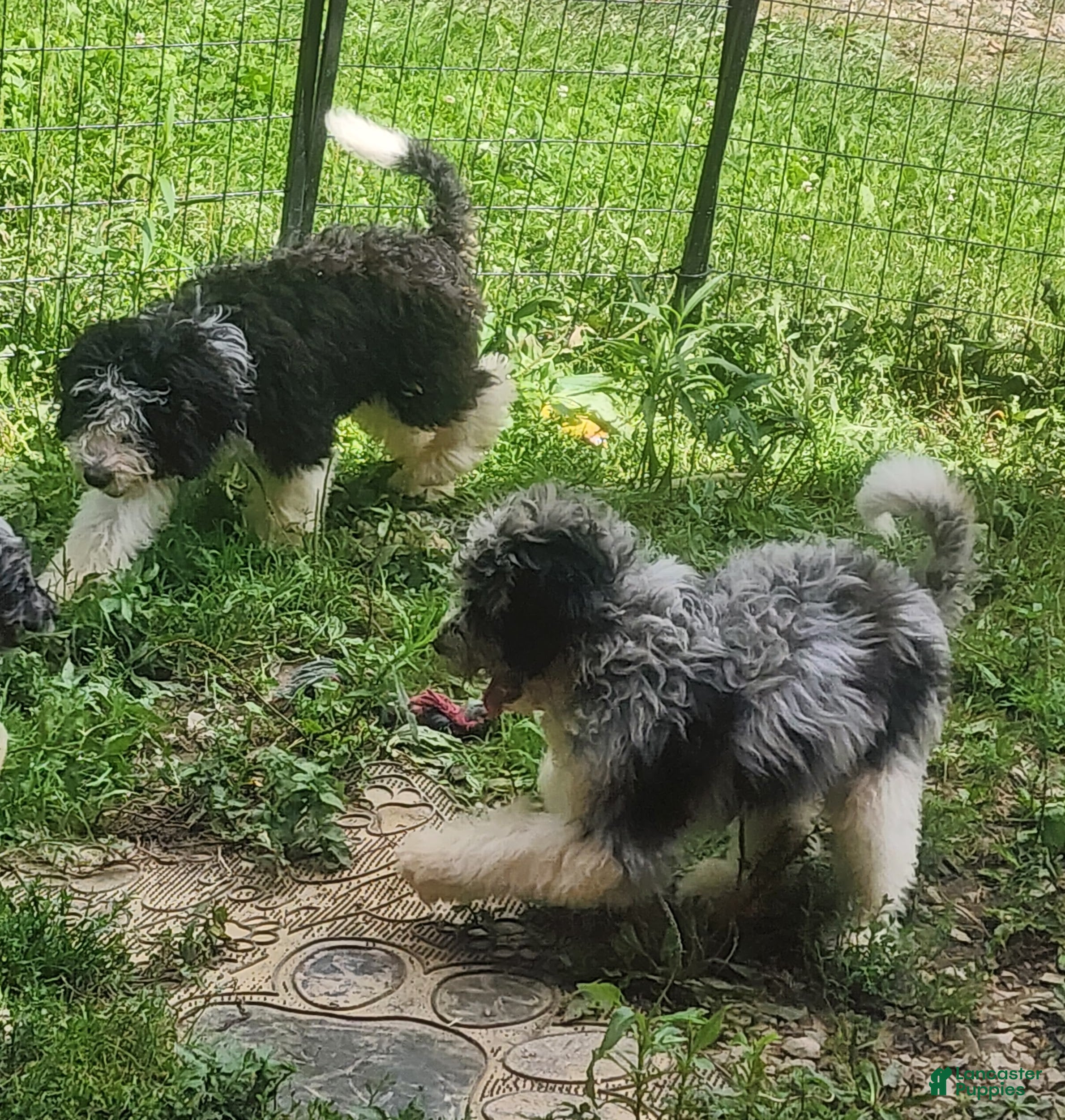 Bernedoodle dogs Bernedoodle 3 - Ad 21