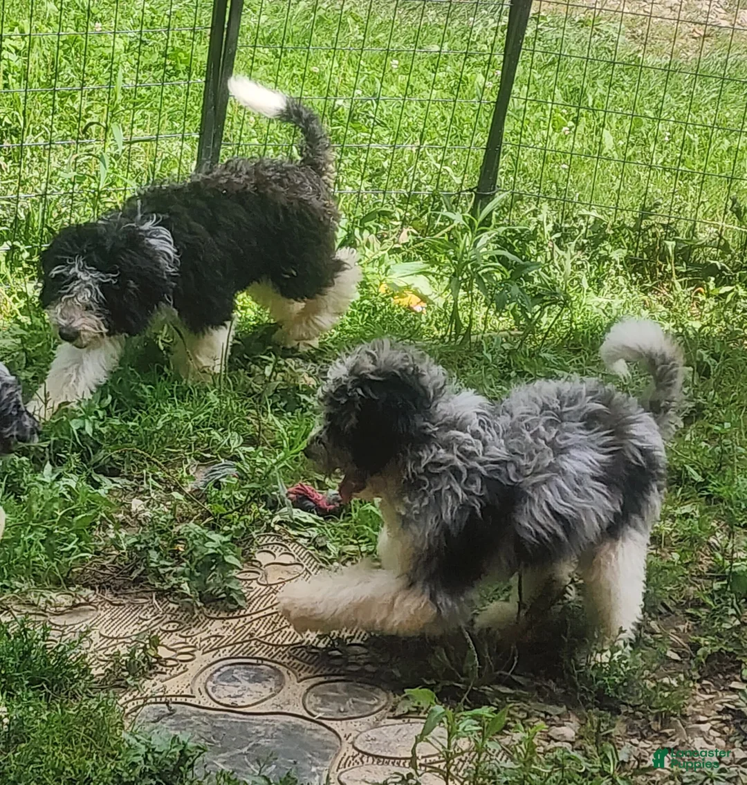 Bernedoodle dogs for sale: Bernedoodle 3 - Ad 1