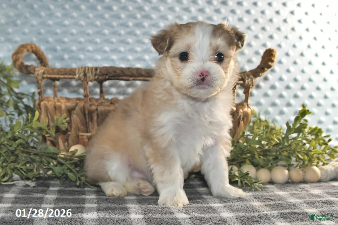 Havapoo dogs for sale: Echo - Ad 5