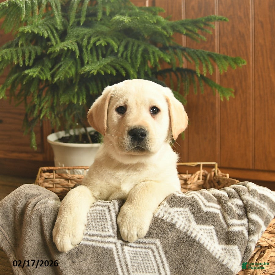 Labrador Retriever dogs Gilmore  - Ad 1