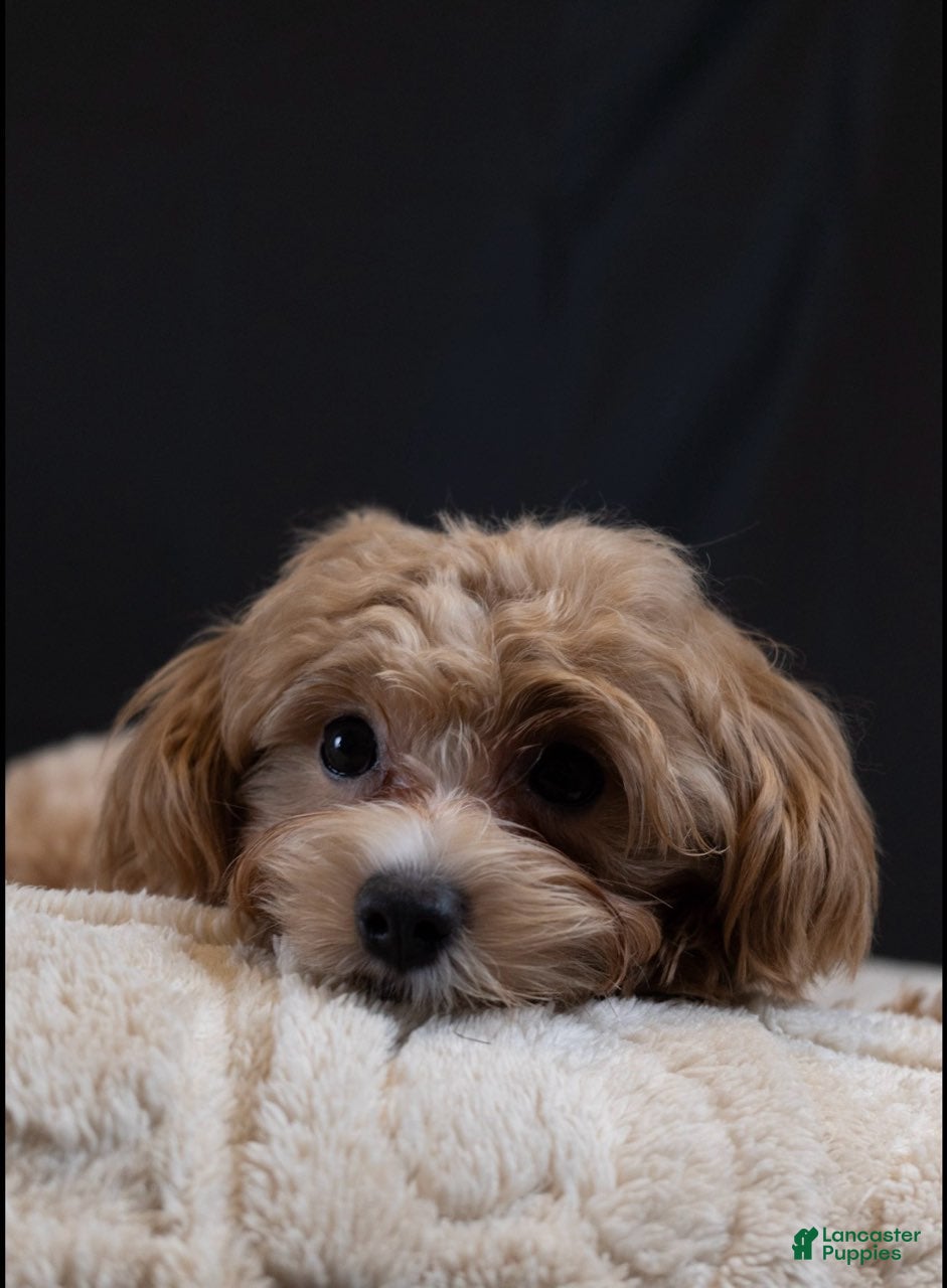 Maltipoo dogs Stone - Ad 2