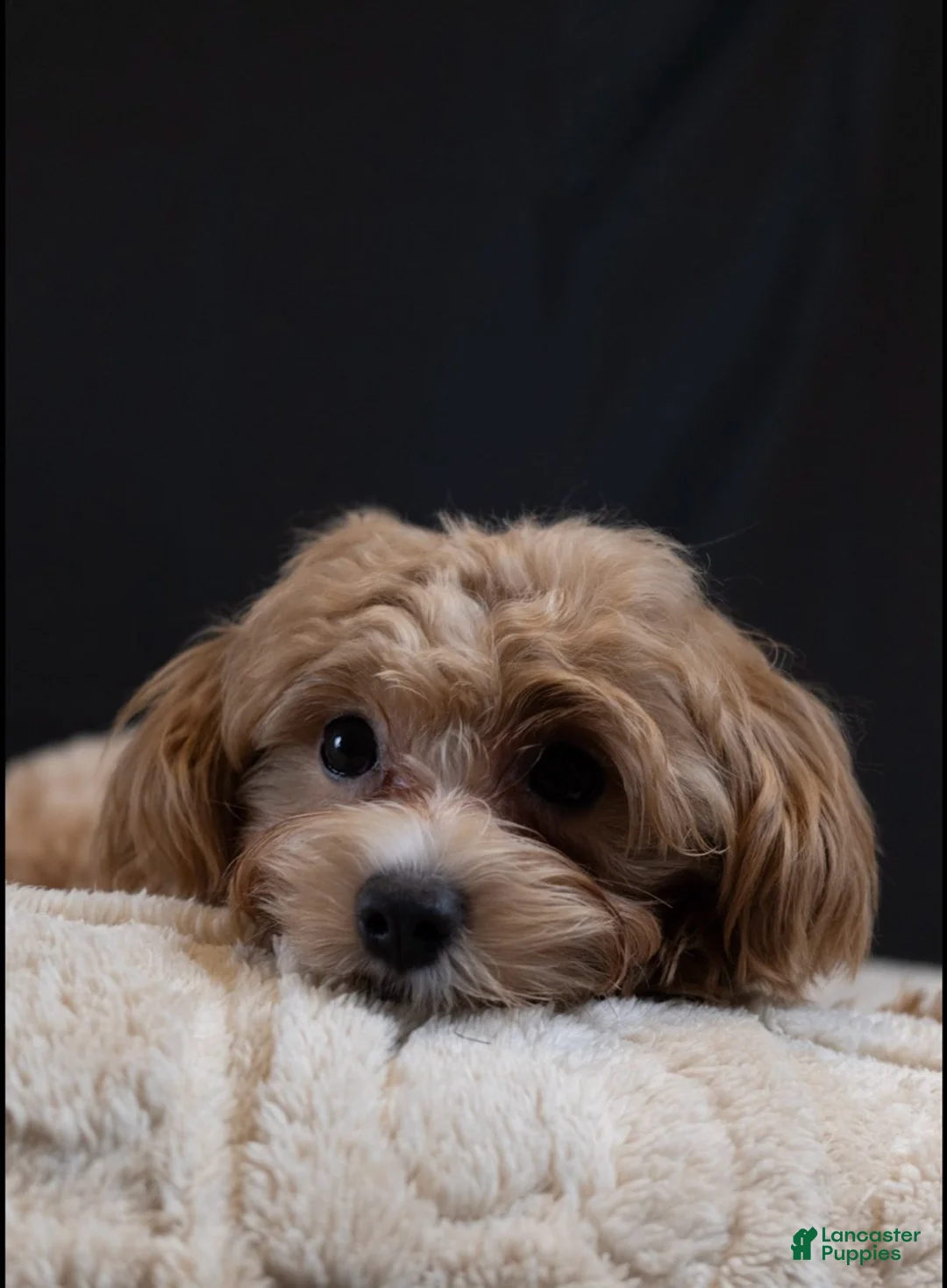 Maltipoo dogs for sale: Stone - Ad 2