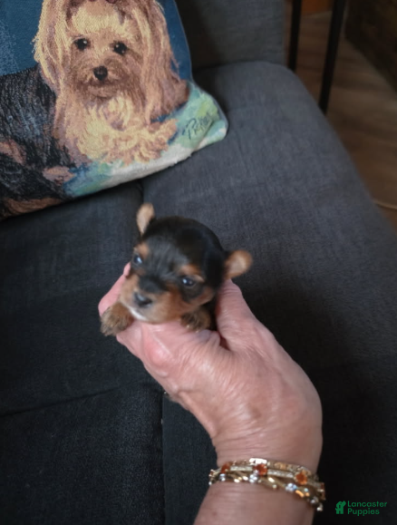 Yorkshire Terrier dogs for sale: Nugget - Ad 3