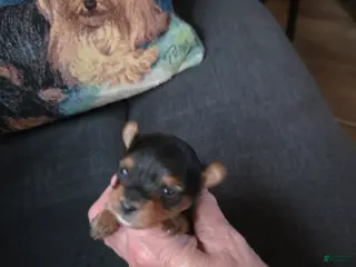 Yorkshire Terrier dogs for sale: Nugget - Ad 3