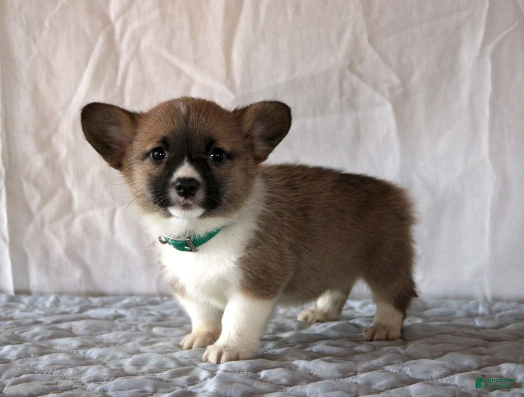 Welsh Corgi Pembroke dogs for sale: Little Foot - Ad 2