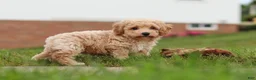 Bichpoo dogs for sale: Mia - Ad 11