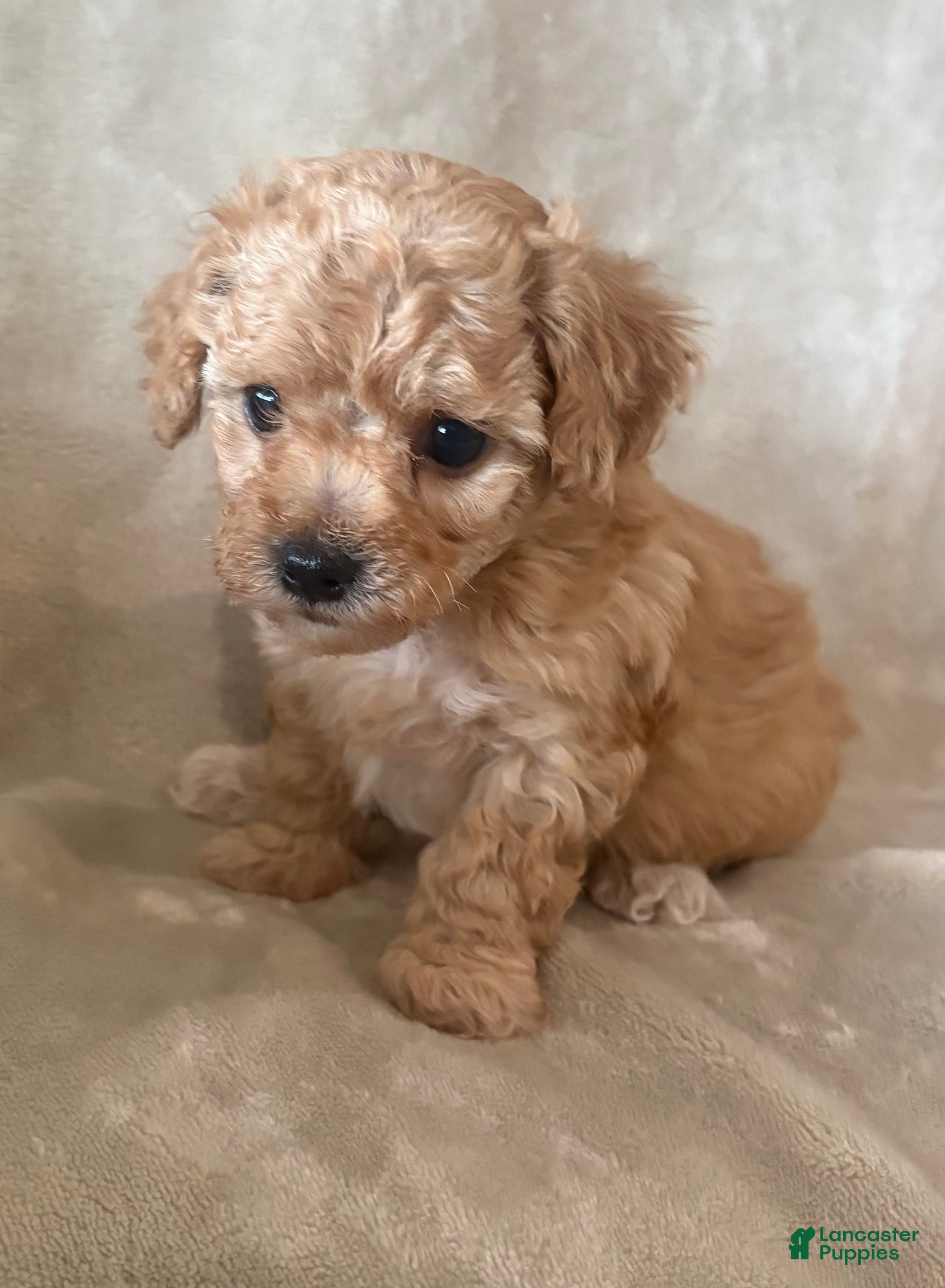 Maltipoo dogs Toffee - Ad 1
