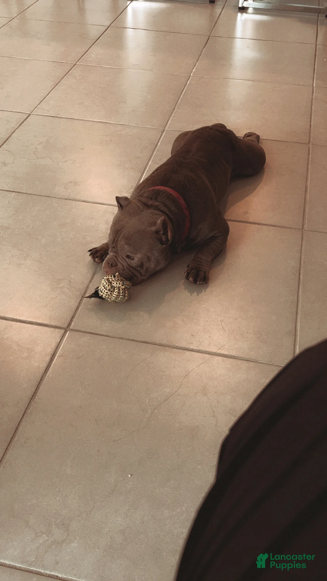 American Bulldog dogs for sale: American Bulldog Puppy 1 BEST OFFER - Ad 1