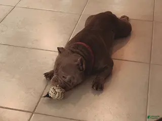 American Bulldog dogs American Bulldog Puppy 1 BEST OFFER - Ad 1