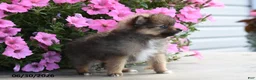 Pomeranian dogs for sale: Taylor - Ad 4