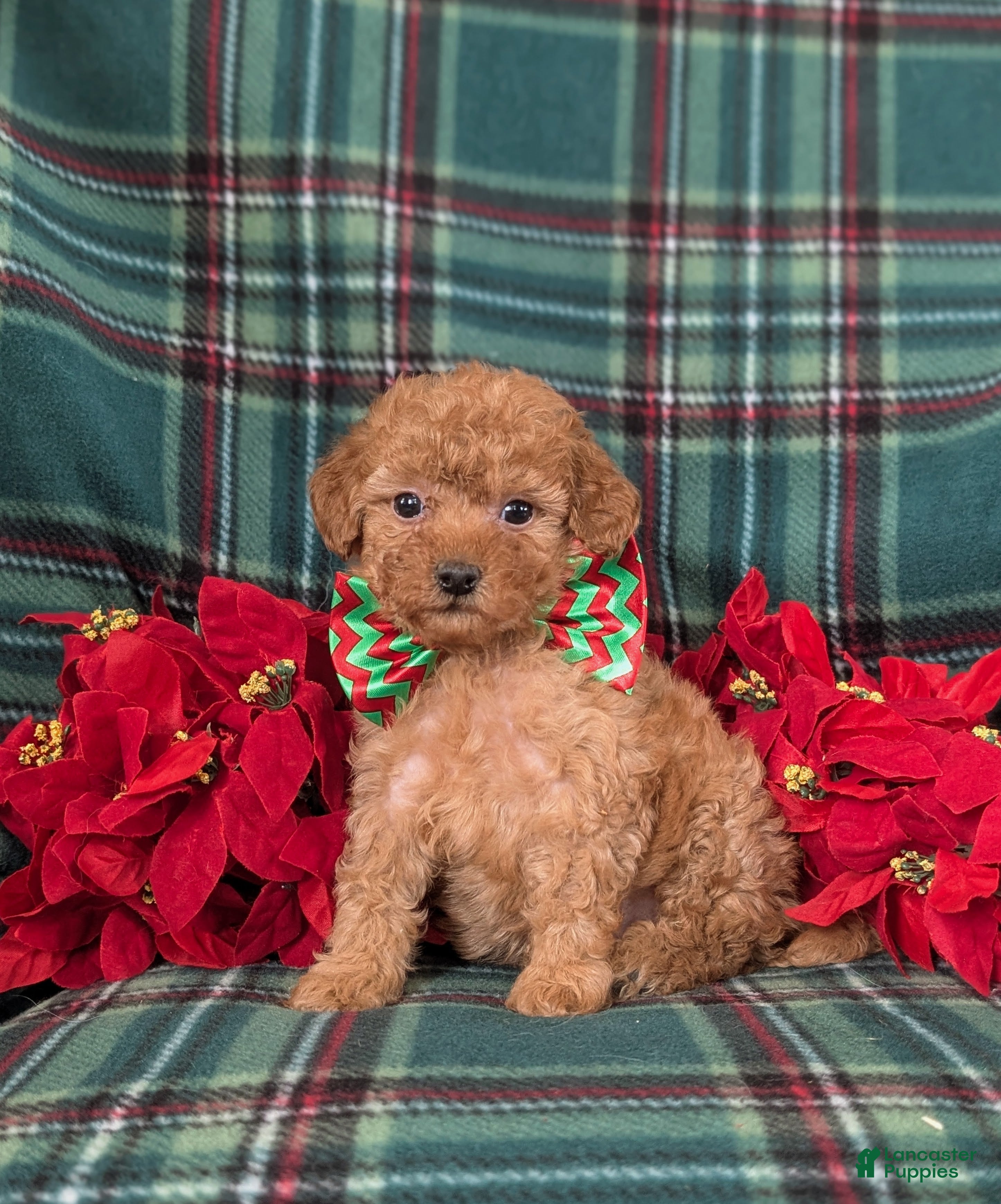 Mini Goldendoodle dogs Badger 9 lbs Full Grown - Ad 36