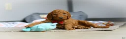 Goldendoodle dogs for sale: Milo F1b - Ad 4