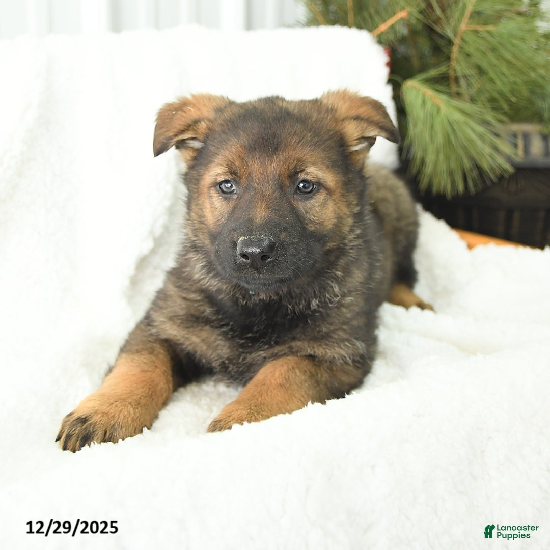 German Shepherd dogs for sale: Destiny - Ad 1