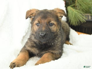 German Shepherd dogs for sale: Destiny - Ad 2
