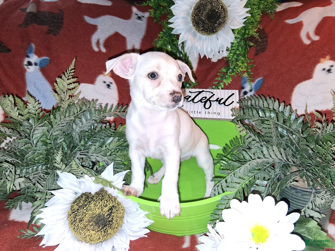 Jack Chi dogs for sale: Fred  - Ad 2