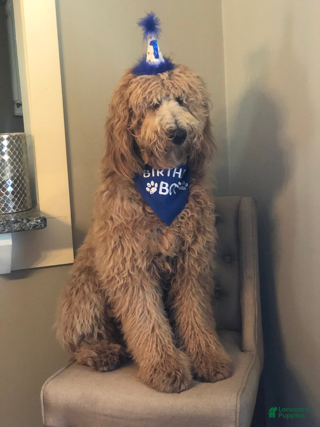 Gallery Image {{count}}