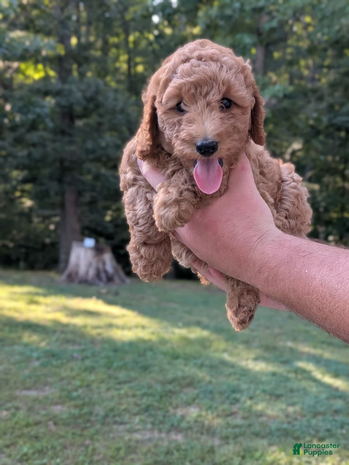 Ashley, Doodle / designer cross