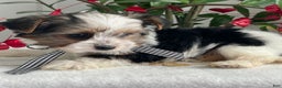 Biewer Terrier dogs for sale: Charlie - Ad 5