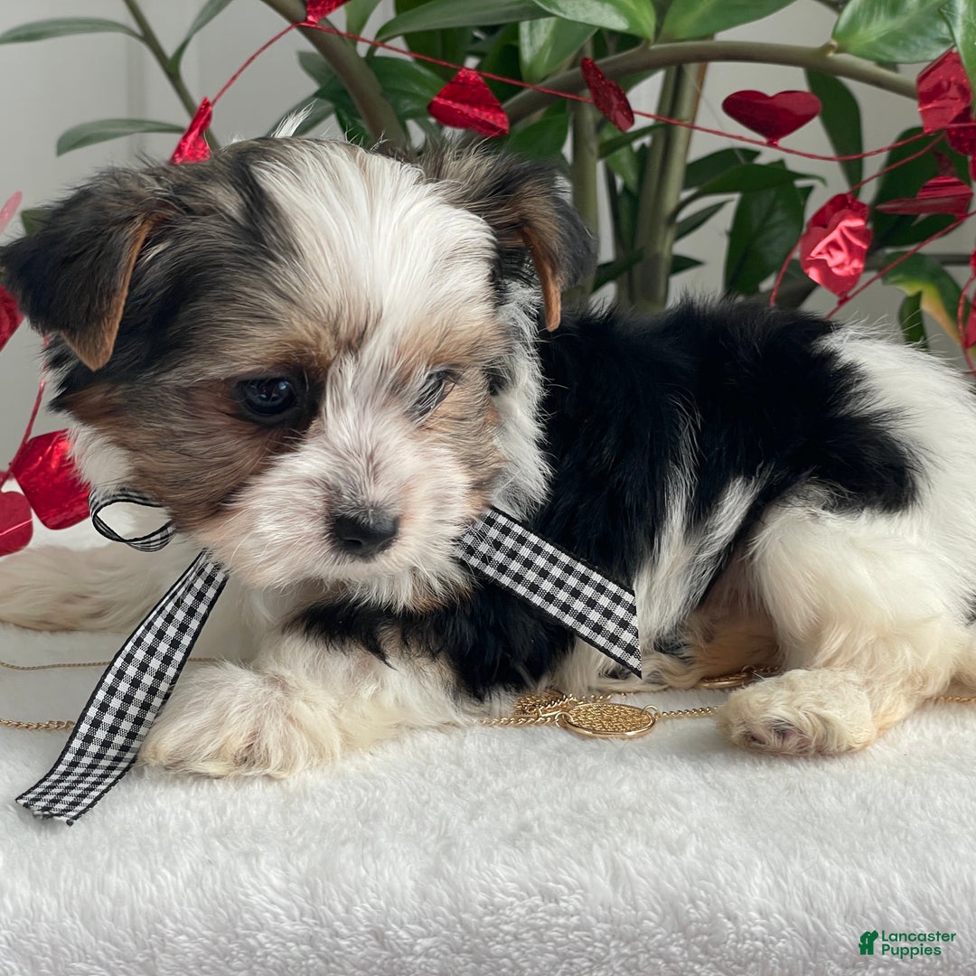 Biewer Terrier dogs for sale: Charlie - Ad 5