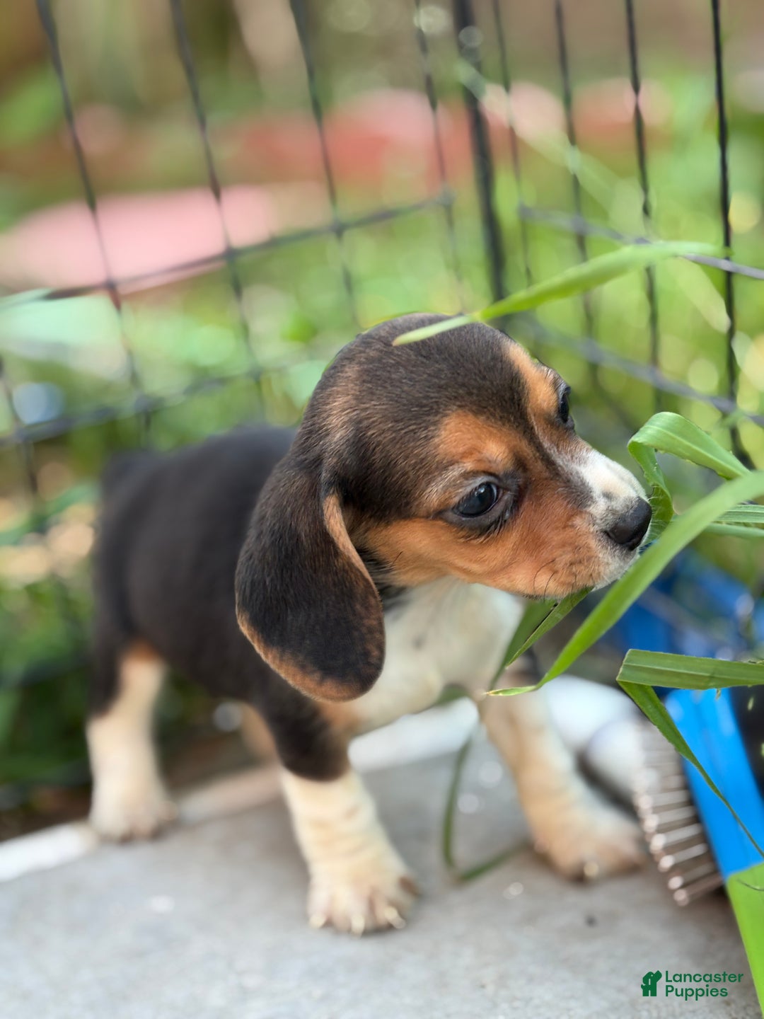 Beagle dogs for sale: Honey - Ad 4