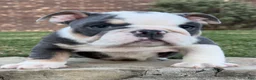 English Bulldog dogs for sale: Yoda - Ad 6