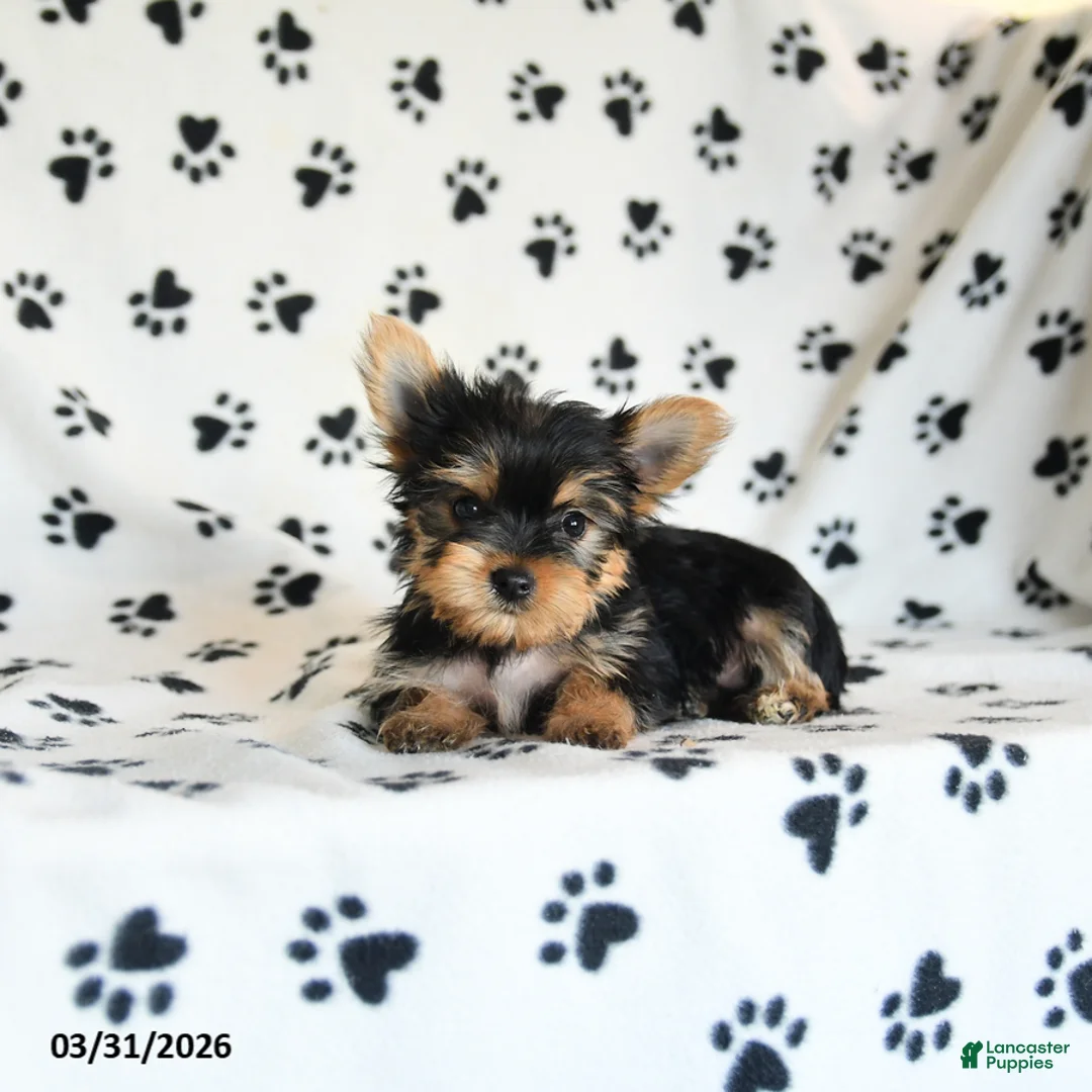 Yorkshire Terrier dogs for sale: Penny - Ad 2