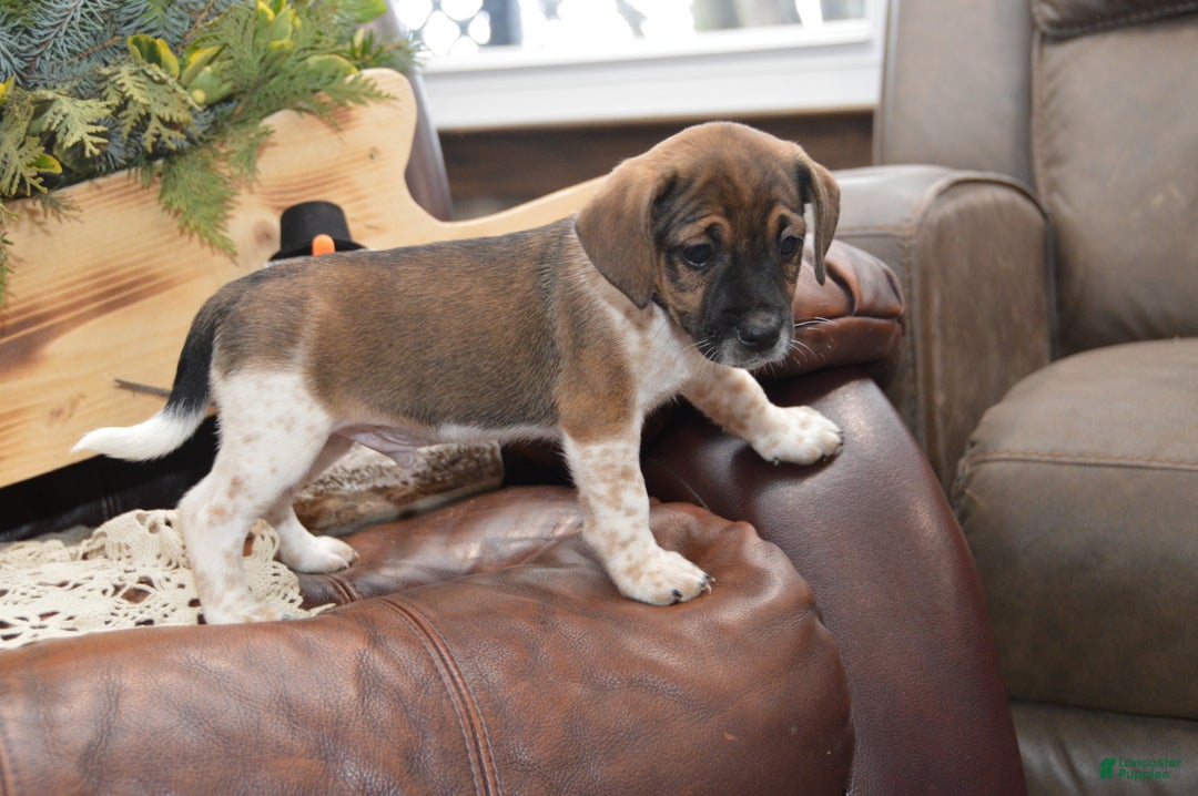 Jug dogs for sale: Alex - Ad 5