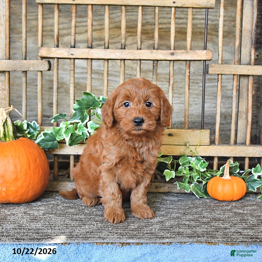 Mini Goldendoodle dogs for sale: Boaz - Ad 1