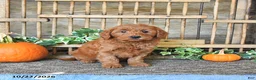 Mini Goldendoodle dogs for sale: Boaz - Ad 1