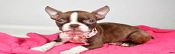 Boston Terrier dogs for sale: Ramona - Ad 8