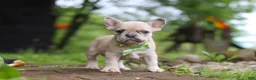 French Bulldog dogs for sale: Ace - Ad 5